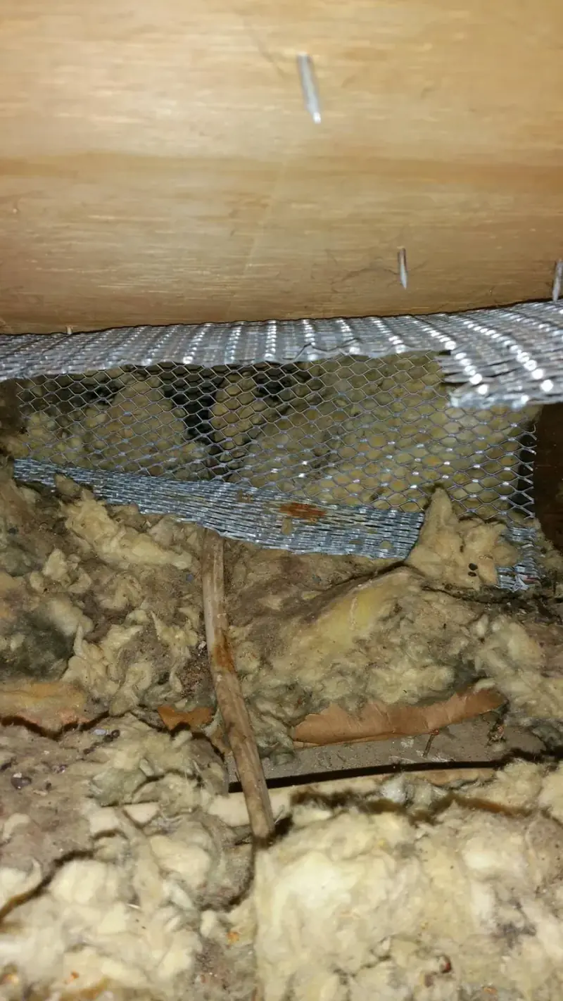 Wire mesh fixed over a wildlife entry point above attic insulation