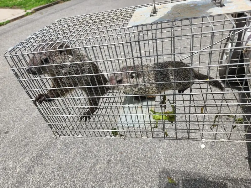 Two groundhogs in a wildlife cage during a service call