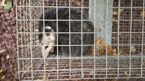 Opossum inside a metal cage trap after removal