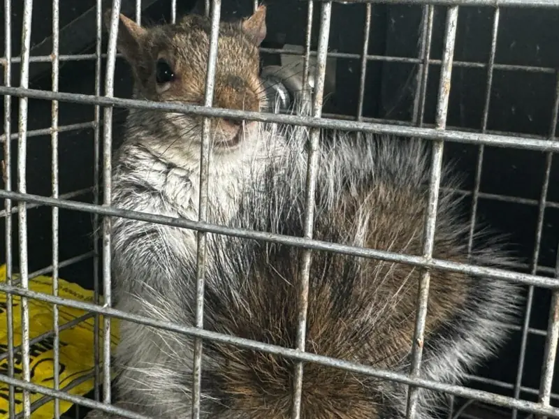 Squirrel in a wildlife cage during a service call