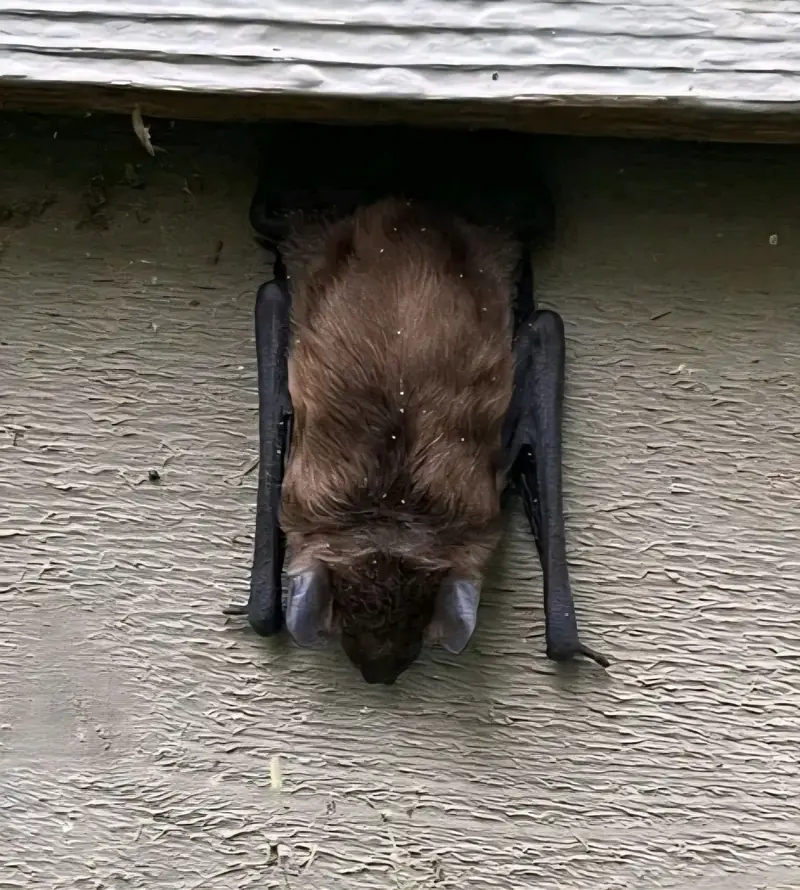 Bat hanging beneath the eave of a house
