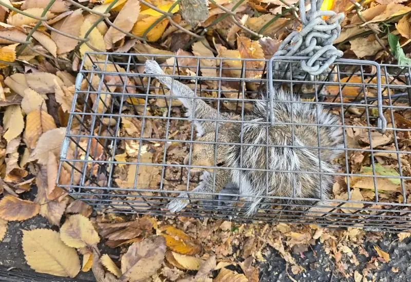 Metal cage on fallen leaves during a dead animal pickup