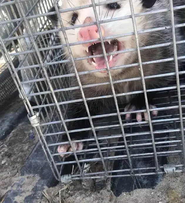 Opossum hissing inside a cage trap