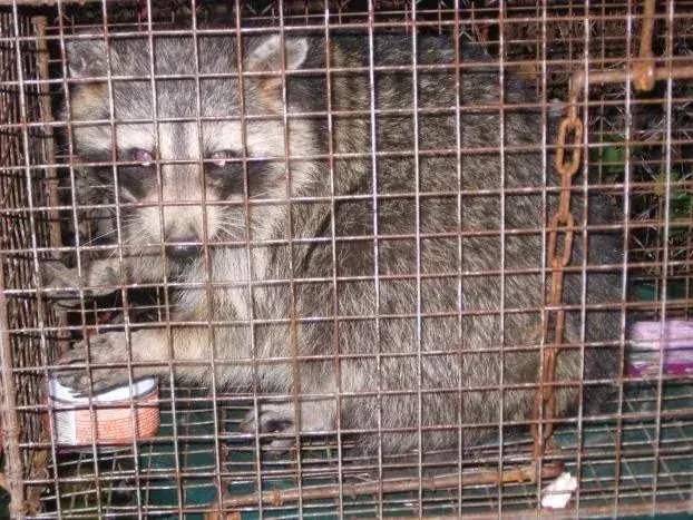 Raccoon secured in a cage trap after a call