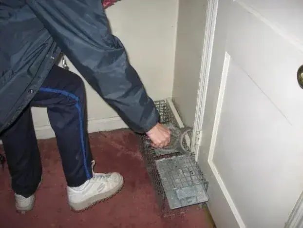 Technician setting a trap beside a door