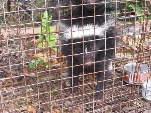 Skunk secured behind wire mesh in a cage trap