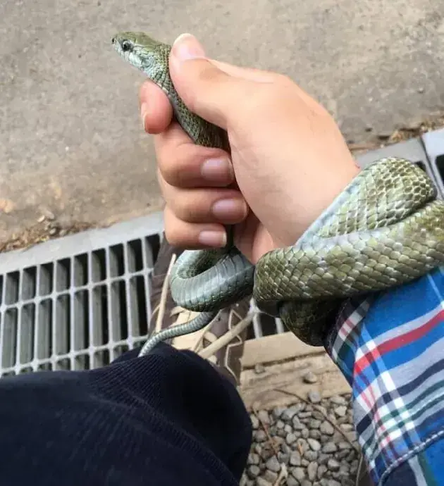 Hand holding a green snake beside a drain