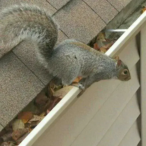 Grey squirrel on a roof gutter beside a shingled roof