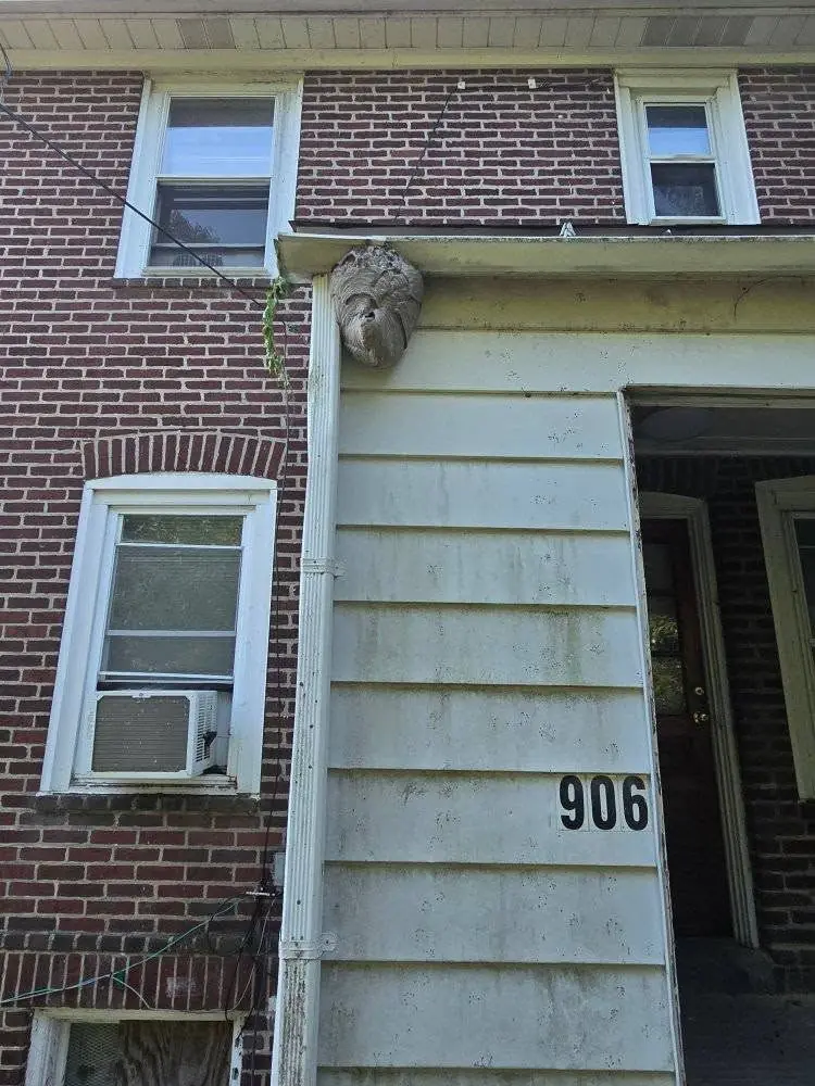 Large hornet nest on the corner of a brick building