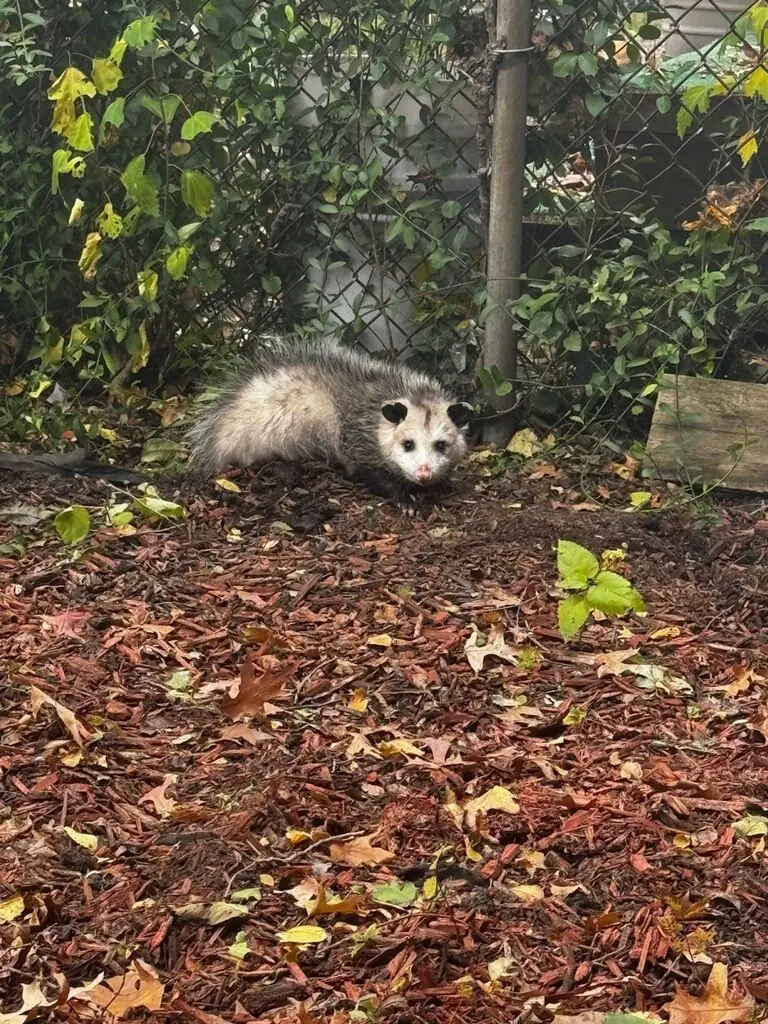 Opossum found in a residential yard during a service call